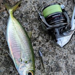 西表島でメアジが釣れました。