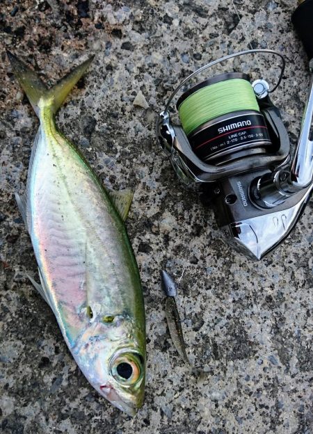 西表島でメアジが釣れました。