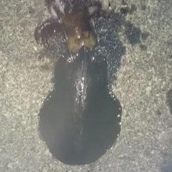 明けましておめでとうございます!