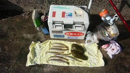 播磨新島赤灯台波止へキス釣査