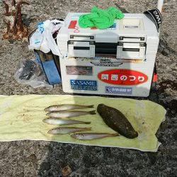 播磨新島のキス釣査