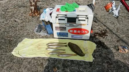 播磨新島のキス釣査