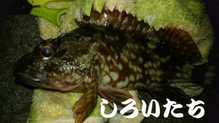 今年２回目の釣りはチビガッシー祭り！