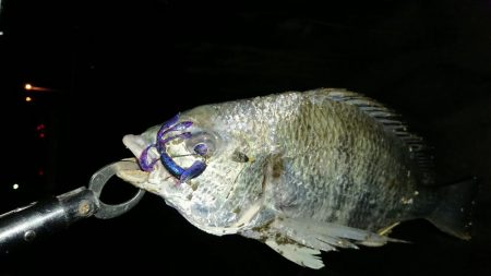 淀川キビレ2018年1月4日