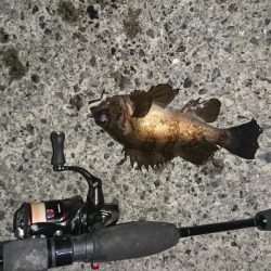 年越しアジング遠征