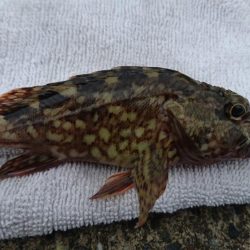 初釣りはめでたい