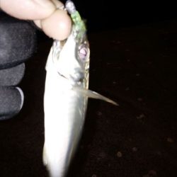 アジの入れ食い堪能