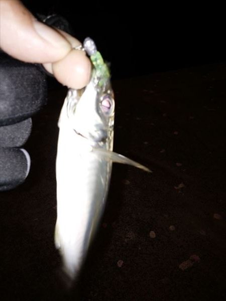 アジの入れ食い堪能