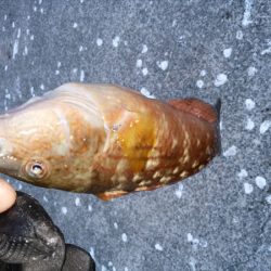 沼島のライトゲーム2日目