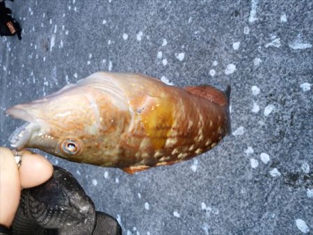 沼島のライトゲーム2日目