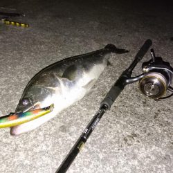 シーバスまだ釣れます