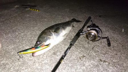 シーバスまだ釣れます