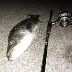 シーバスキャッチ