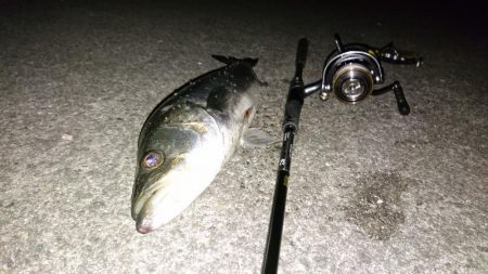 シーバスキャッチ