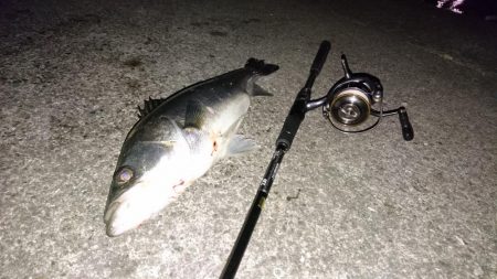 シーバス連日キャッチ