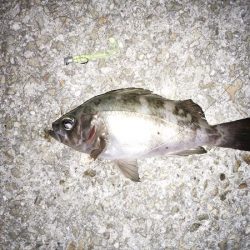 良型ガッシー登場