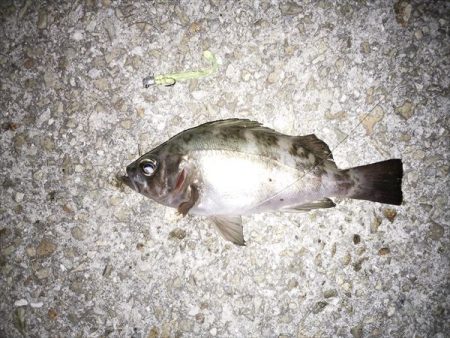 良型ガッシー登場