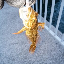 またシーバスが邪魔を…