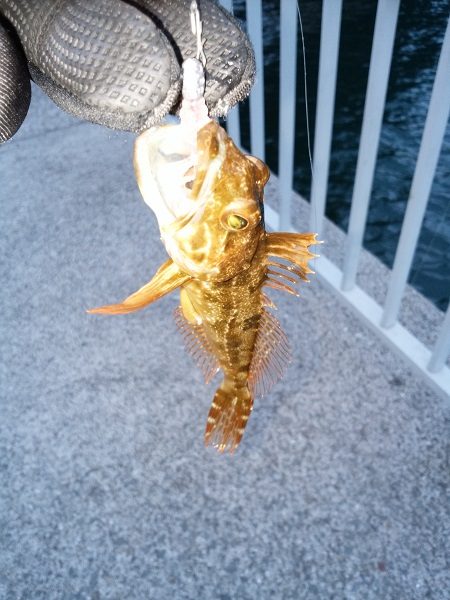 またシーバスが邪魔を…