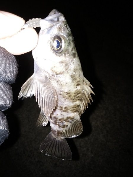 久しぶりの暖かい夜