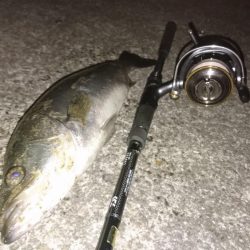 シーバスキャッチ