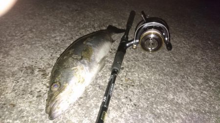 シーバスキャッチ