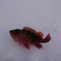 ヤリイカ狙いで……