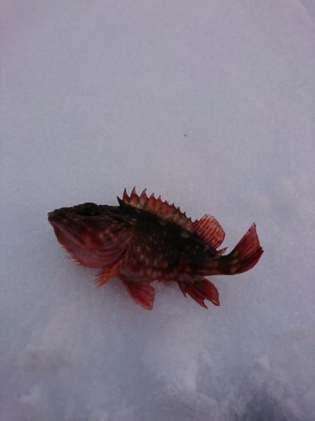 ヤリイカ狙いで……