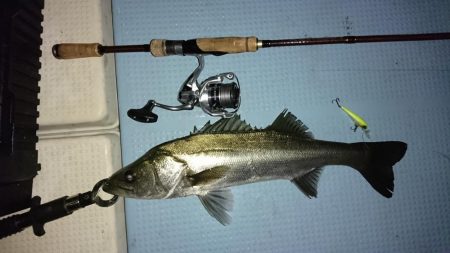 ボートシーバス