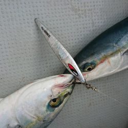 鳴門ジギング釣行