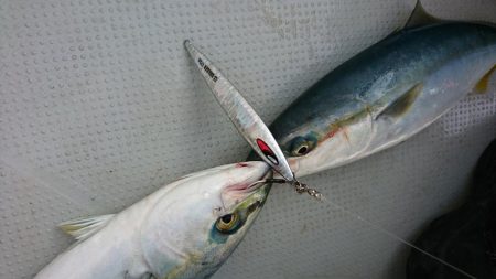 鳴門ジギング釣行