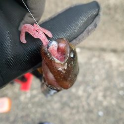 ギンポング！？