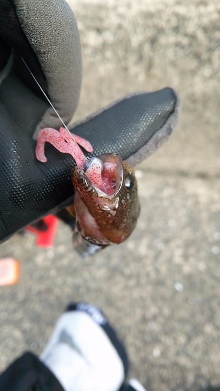 ギンポング！？