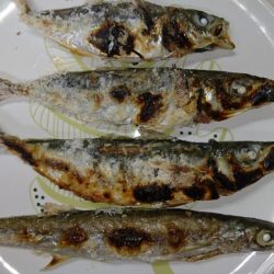 ショアジギノーバイト後、アジ爆釣♪