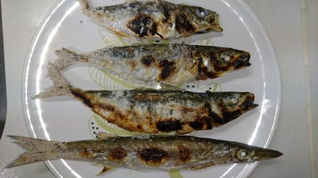 ショアジギノーバイト後、アジ爆釣♪