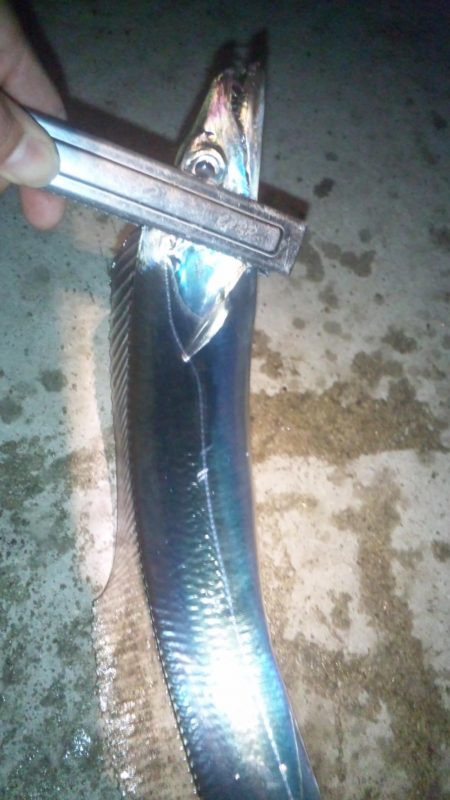 電気ウキが～～