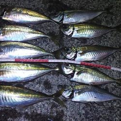 ゴールデンウィーク（GW）2018 鳥取でオススメの釣り