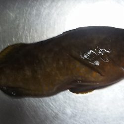 釣り始め鯛ラバ