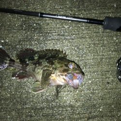 雨後の爆風釣行