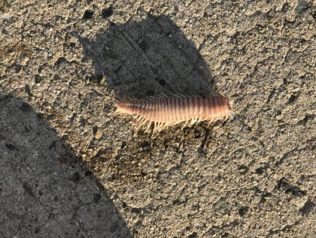 9目釣り釣り始め