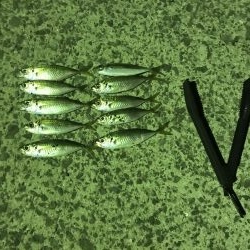 ナイトアジング