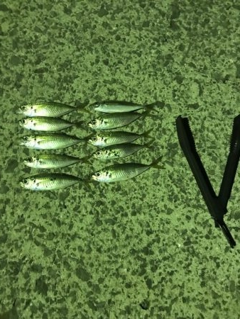 ナイトアジング