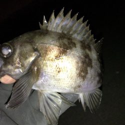 週末のアフターメバル狙い