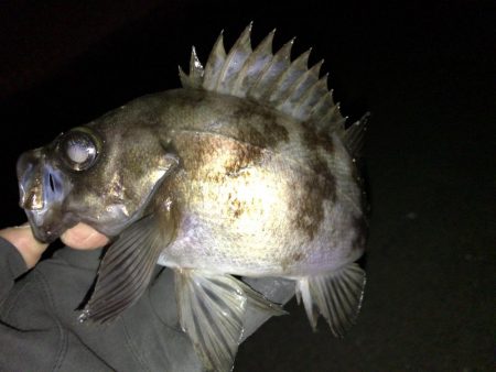 週末のアフターメバル狙い