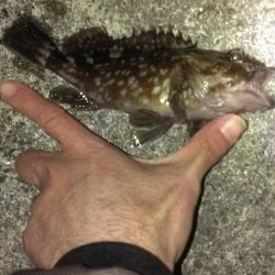 初釣りもガシラ調査