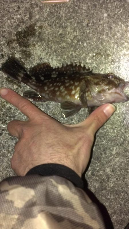 初釣りもガシラ調査