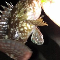 ボウズ逃れの１匹