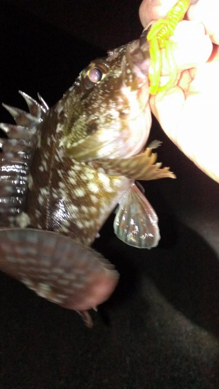 ボウズ逃れの１匹