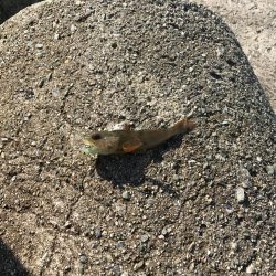 ニュータックルで初釣り。