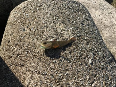 ニュータックルで初釣り。